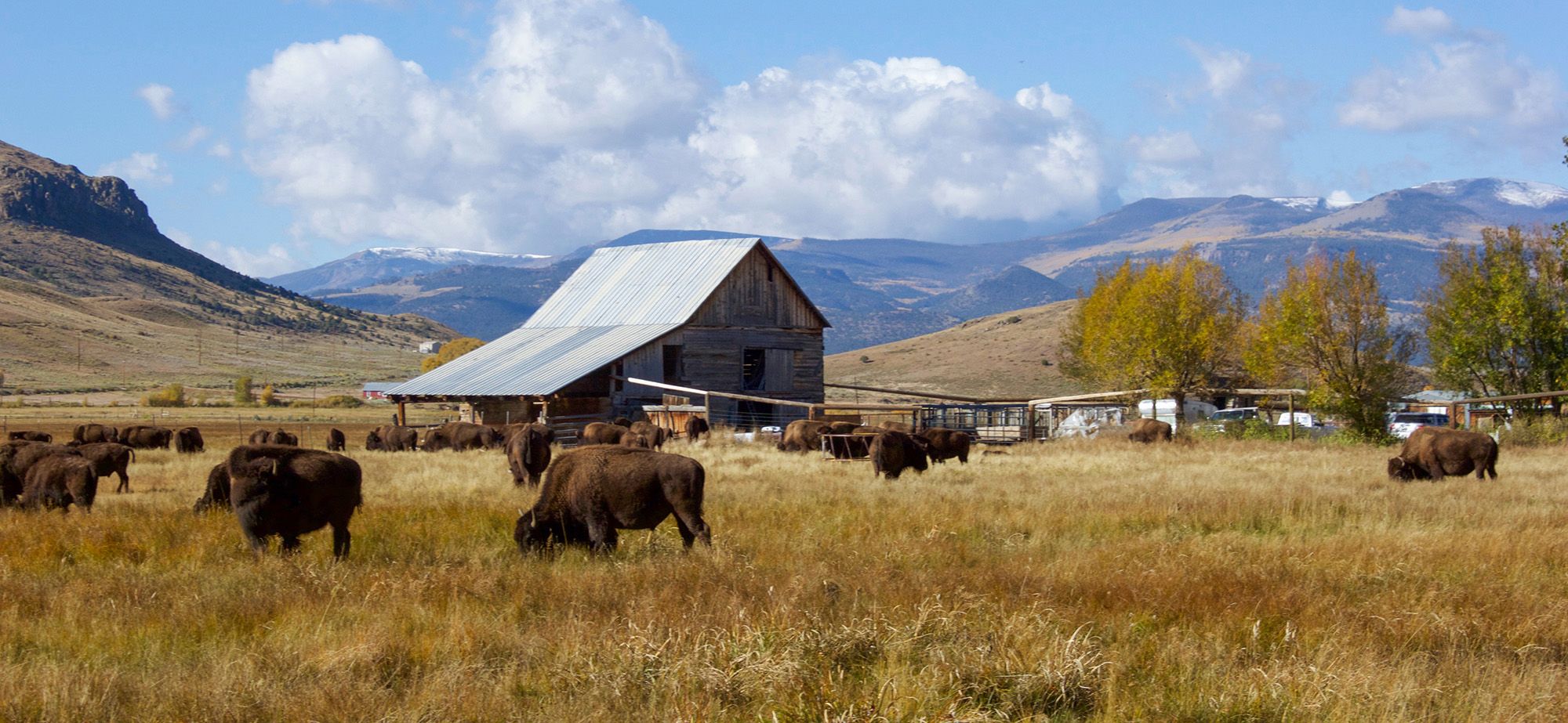 colorado bison on farm land with barn