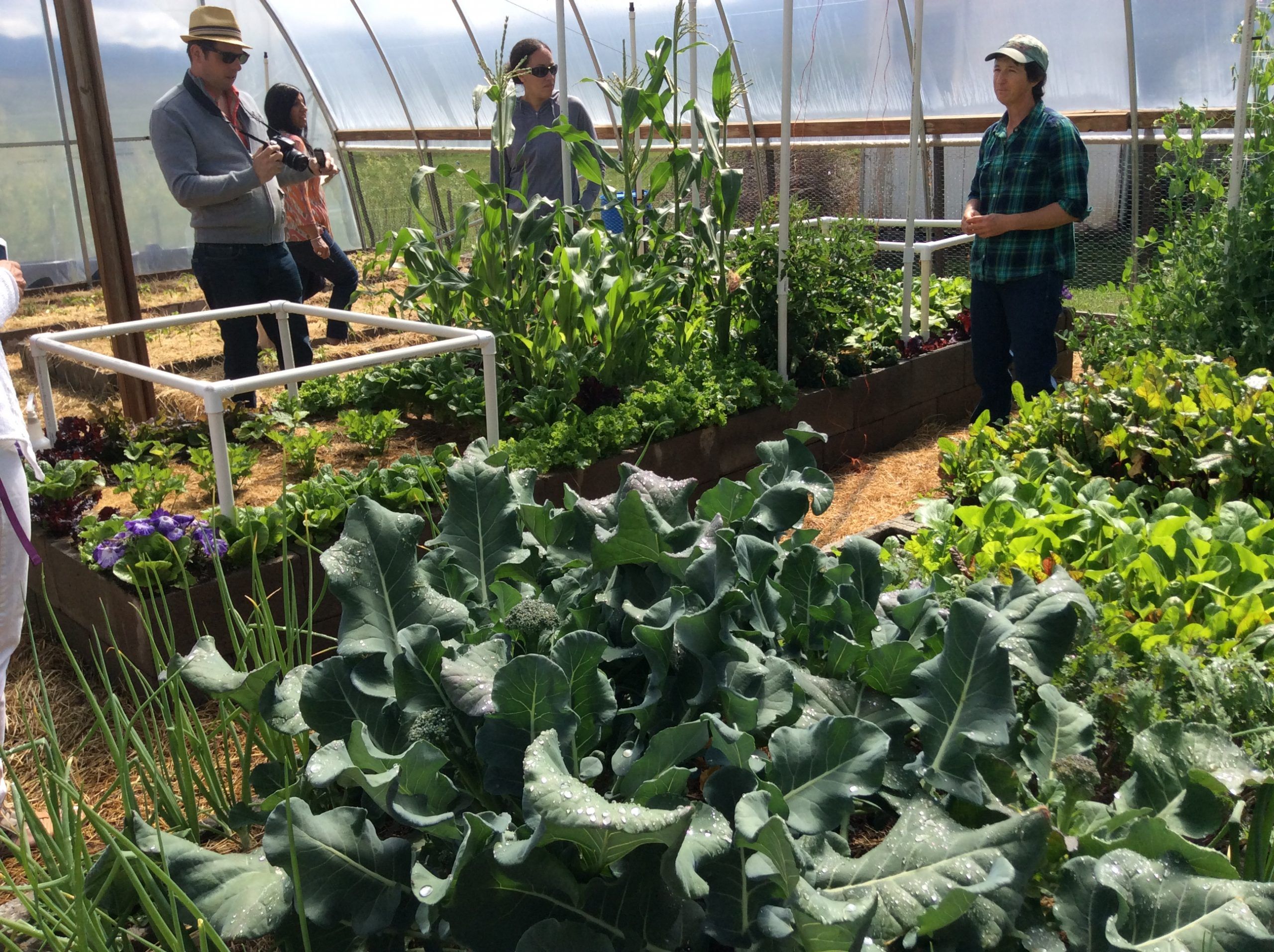 Plants and people in Colorado greenhouse